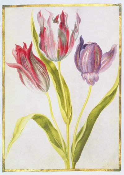 Tulipanes, c.1675 de Nicolas Robert